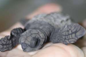 Olive ridley sea turtle