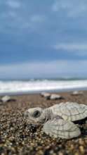 Olive ridley sea turtle