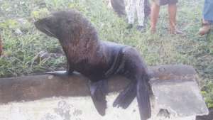 Galapagos Sea Lion