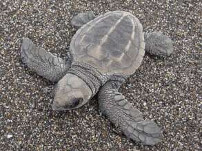 Olive ridley hatchlings ready to enter the sea.