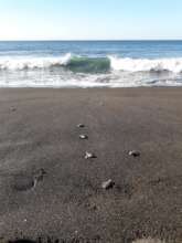 Hatchlings being released