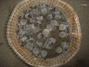 Recently hatched olive ridleys