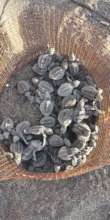 Olive ridley nest