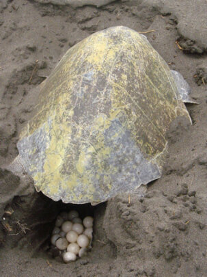 An olive ridley sea turtle nesting.
