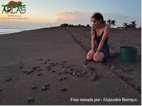 Releasing olive ridley hatchlings