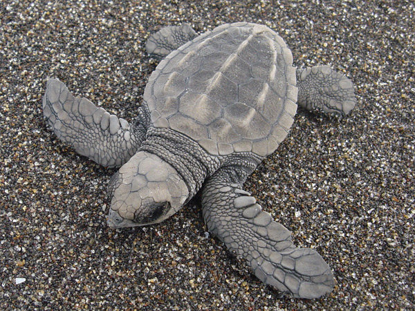 Release 30,000 sea turtles in Guatemala