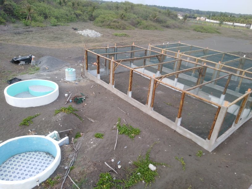 Release 30,000 sea turtles in Guatemala