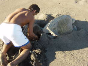 Local egg collector harvesting a nest