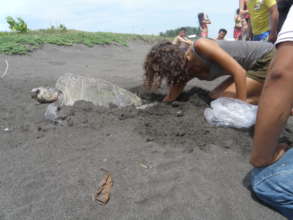 Release 30,000 sea turtles in Guatemala