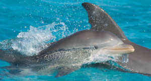 From Bahamas Marine Mammal Research Organization