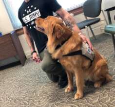 WCC Service Dog in Training works with Veterans