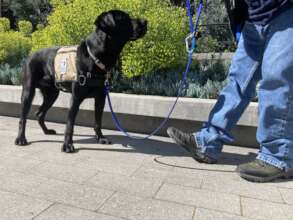 Veteran helps train WCC future service dog