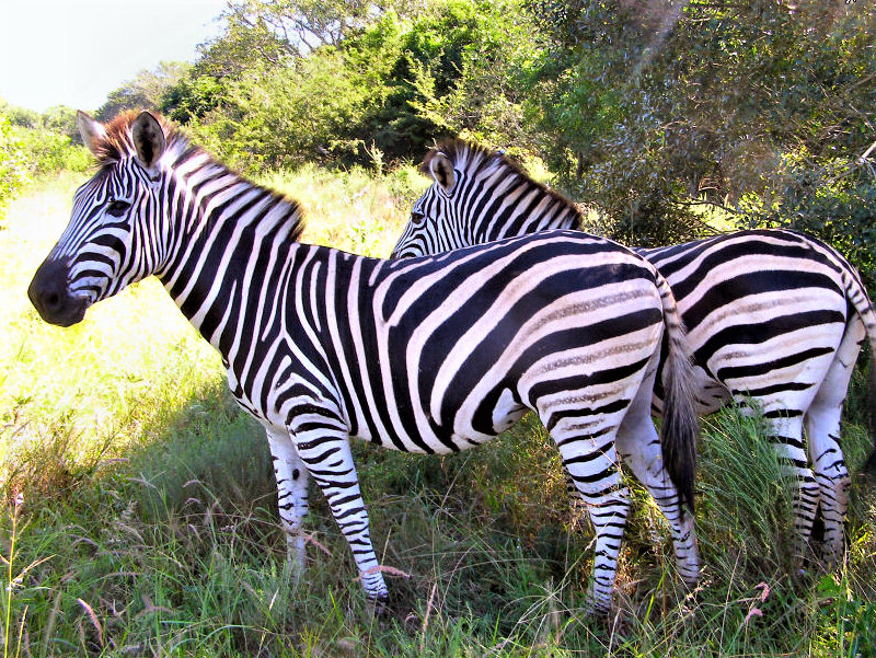 Help relocate 10 zebra in South Africa GlobalGiving