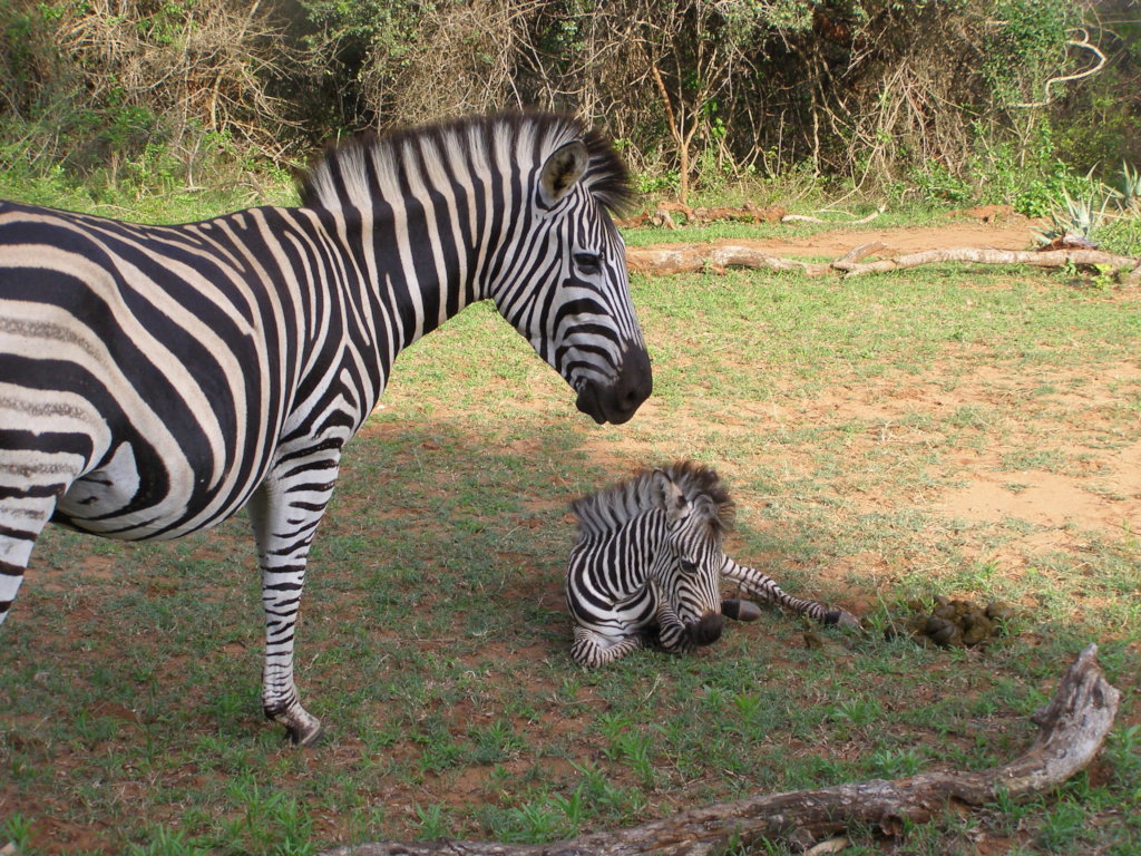 Help relocate 10 zebra in South Africa