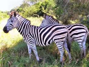 Our much loved Stripy and Tammy