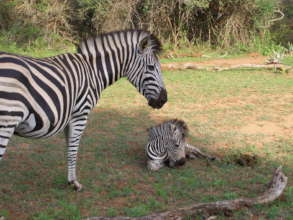 One of our zebra babies born previously