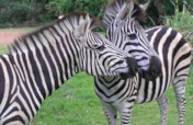 Help relocate 10 zebra in South Africa