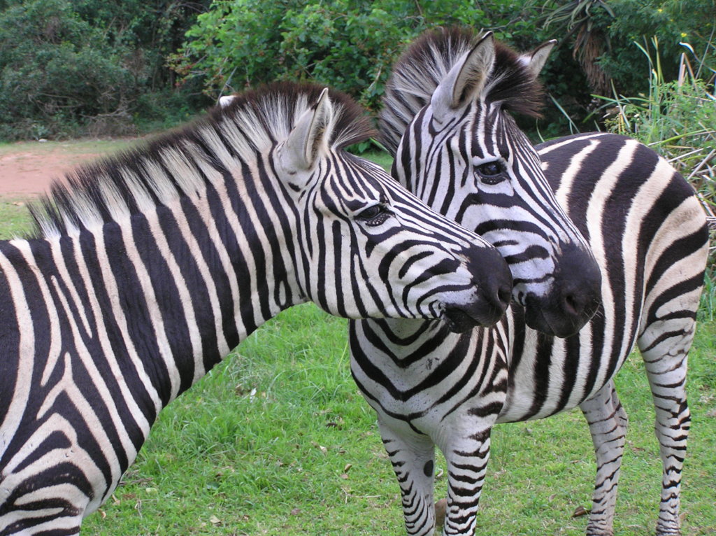 Help relocate 10 zebra in South Africa