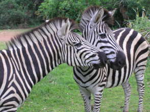 Stripy & Tammy coming to greet us