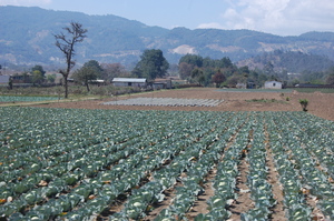 Fields of Green