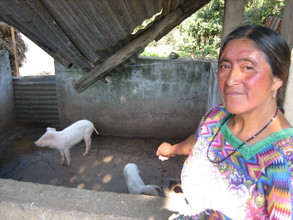 Pigs are growing nicely in preparation for market!