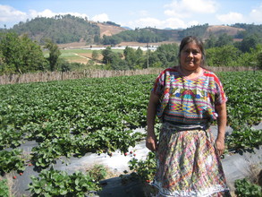 Berries are nearly ready to be harvested!