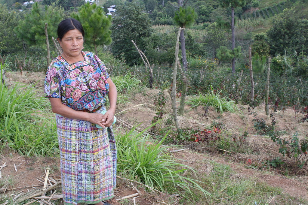 New blackberry crops planted after Agatha