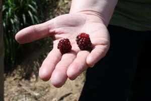 Raspberries harvested from a microcredit project