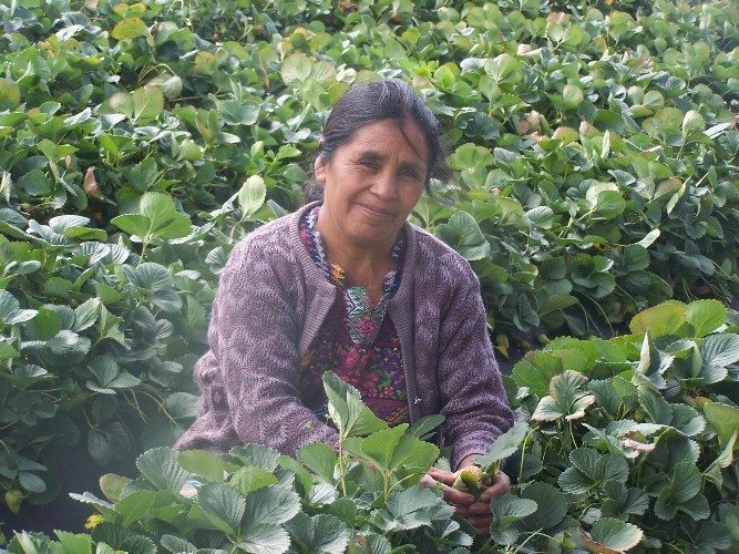 Microloans Help Guatemalan Women Reach Their Goals