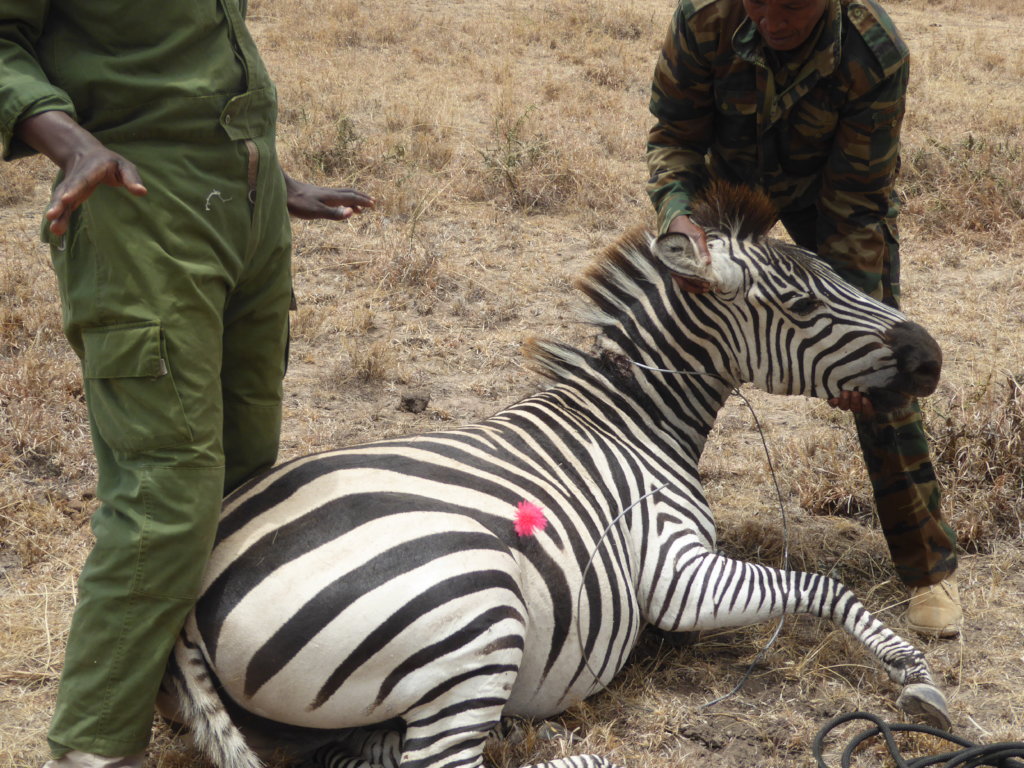 Protect Wildlife by Educating Poor Communities