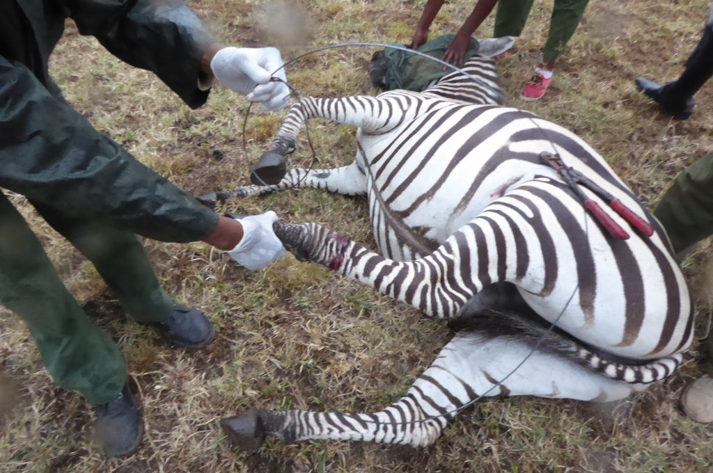 Protect Wildlife by Educating Poor Communities