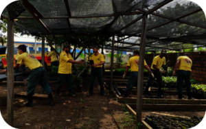Seedling distribution (c) IDESAM