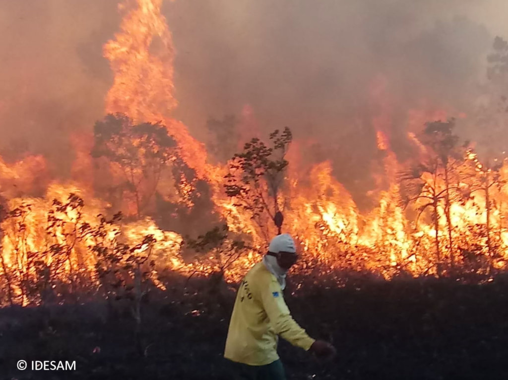 Help protect the Amazon forest - Emergency Fund