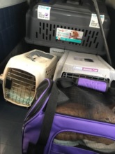 Flying back to Nassau with 10 puppies and 1 cat