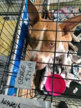 Tito at the temporary Shelter