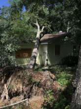 45 foot tree uprooted!