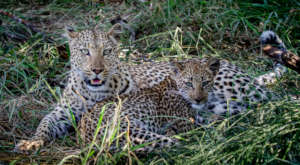 The Long Way Up - Nici's hike for Conservation