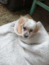 Blanquito