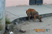 Spay and Neuter Campaing