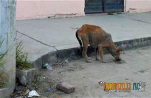 Spay and Neuter Campaing