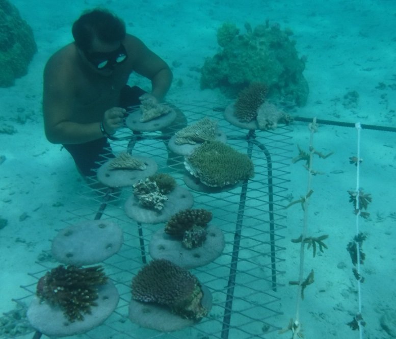 Support Local Coral Gardeners in French Polynesia