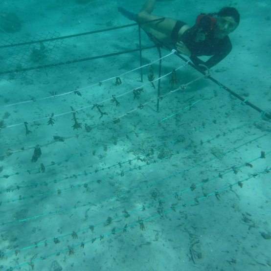 Support Local Coral Gardeners in French Polynesia