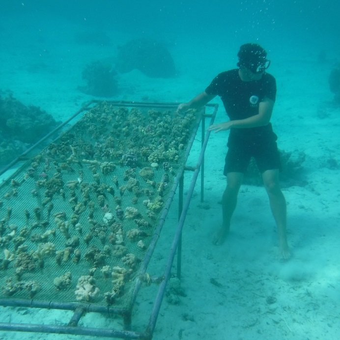 Support Local Coral Gardeners in French Polynesia