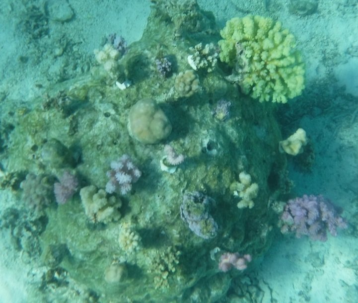 Support Local Coral Gardeners in French Polynesia