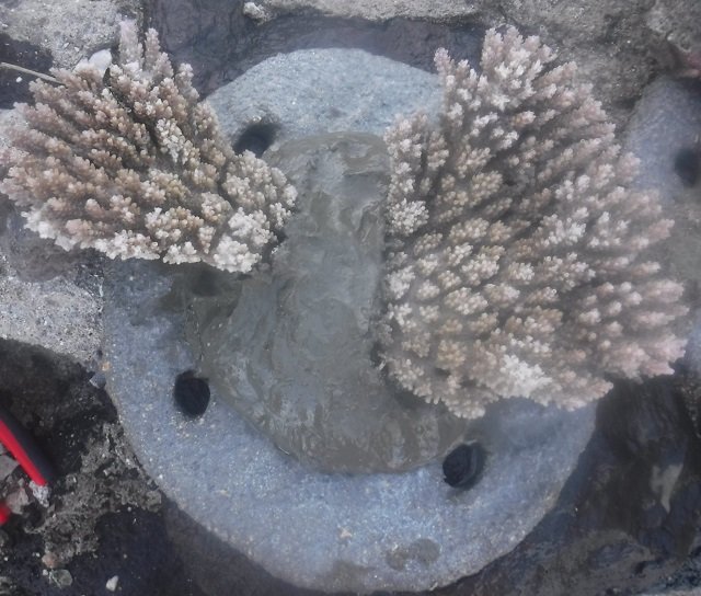 Support Local Coral Gardeners in French Polynesia