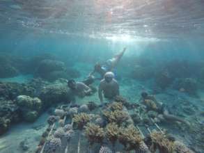 Coral Garden, Local Tahiti Surfers