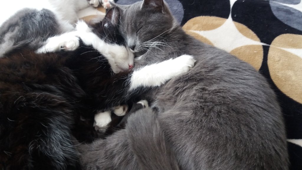 Veterinary Training for One Girl in Bolivia