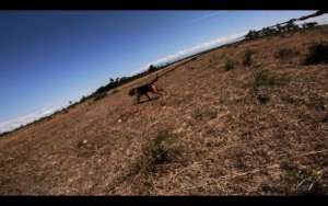 One of our tracking dog is being deployed.