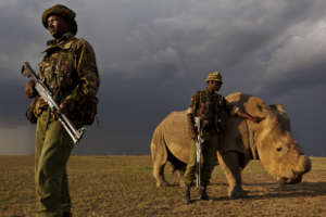 The Armed Rangers of Ol Pejeta