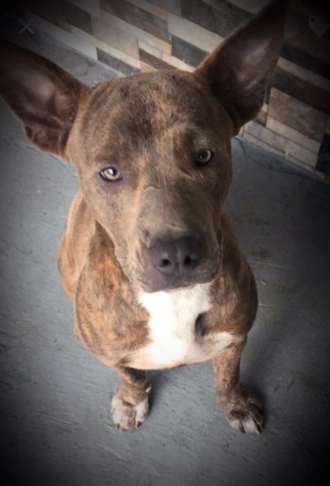 Rescue/Vet/Transport/Adopt 200 Street Dogs from PR